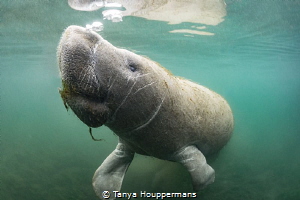 Blowing Bubbles
A manatee surfaces for a breath in Cryst... by Tanya Houppermans 